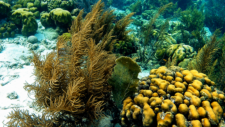 Bonaire 2024